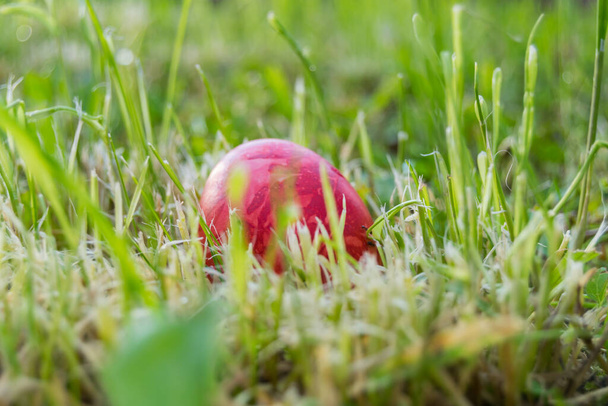 Egg painted in red in grass, closeup  - Фото, изображение
