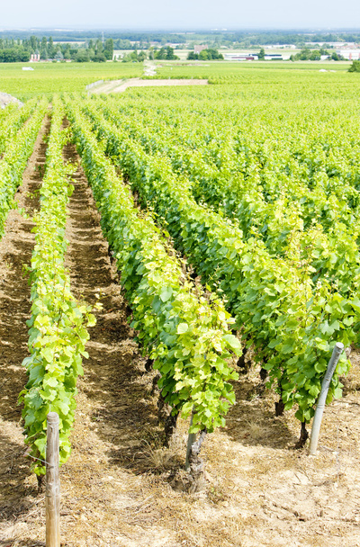 Grand cru vineyard near Fixin - Foto, Imagem