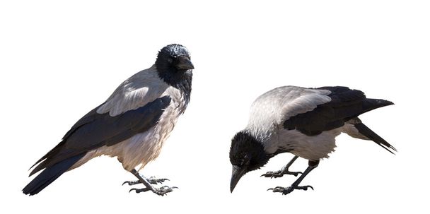 dos cuervos grises aislados en blanco
 - Foto, imagen