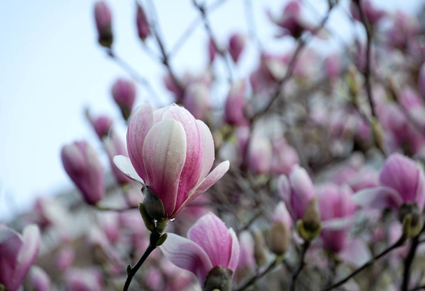 bourgeon de fleurs violet et blanc Magnolia avec des branches de rosée et de magnolia fleurissant dans le fond flou au-dessus du ciel bleu
 - Photo, image