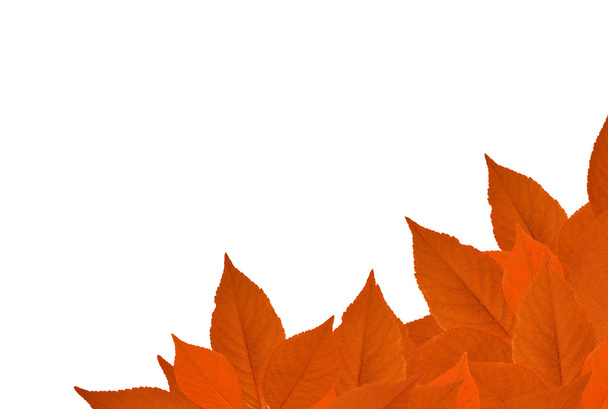 Уголок оранжевых листьев вишни изолирован на белом
 - Фото, изображение