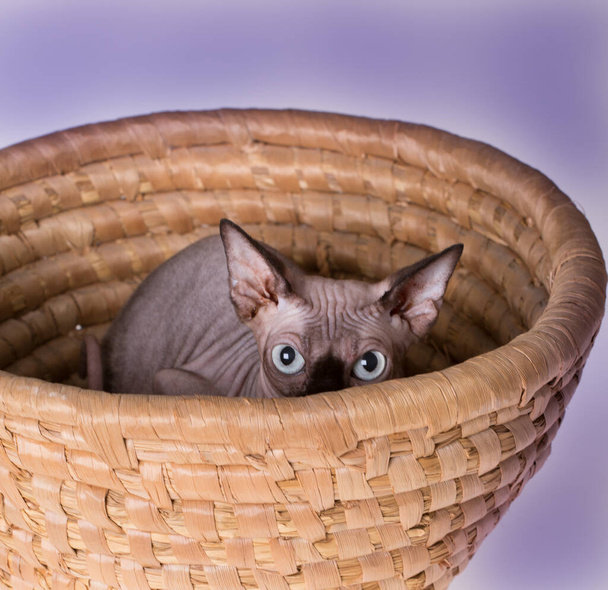 изолированная кошка сфинкса крупным планом
 - Фото, изображение