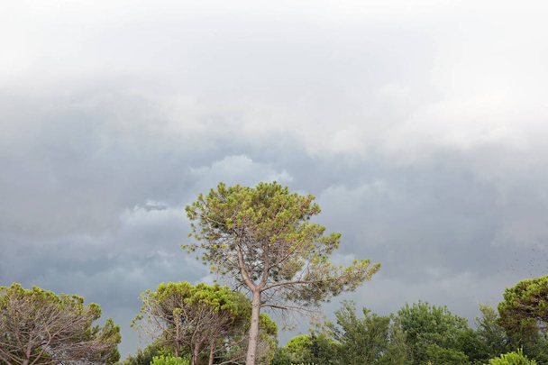 Mänty ja lyijyinen taivas, jolla on monia pilviä Välimeren alueella
 - Valokuva, kuva