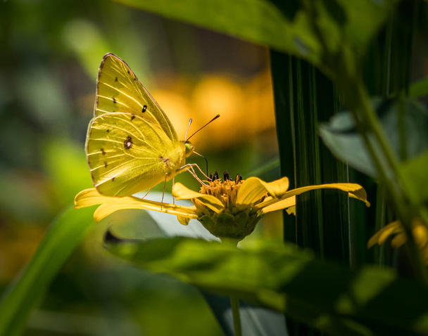Uma borboleta de enxofre de laranja adiciona à cacofonia de amarelo em um prado no Condado de Berks, PA
 - Foto, Imagem