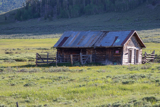 laiduntava karjalauma vehreällä pellolla - Valokuva, kuva