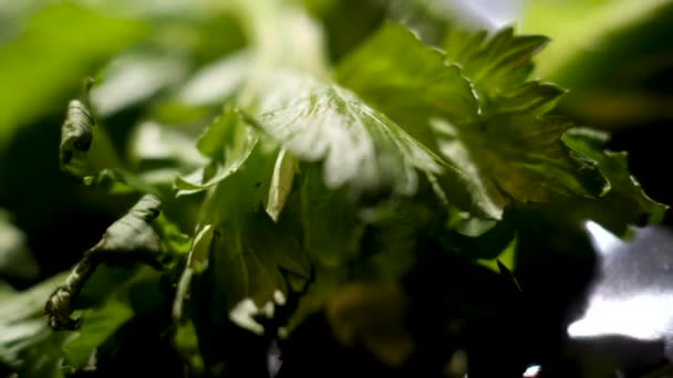 Close up of cilantro leaves lying on black table, details of cooking process. Stock footage. Heap of vibrant green coriander herb. - 映像、動画
