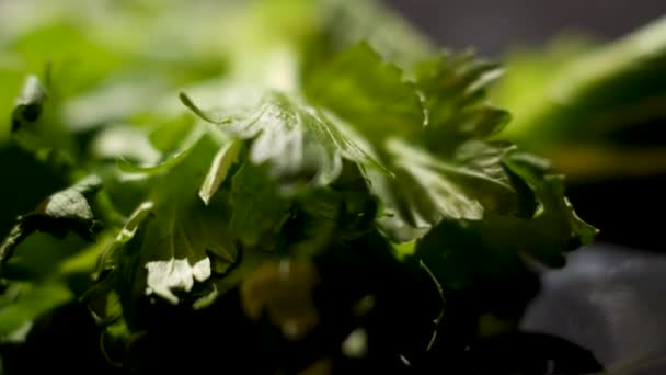 Close-up van groene peterselie bladeren beginnen te verwelken op zwarte achtergrond, voedsel concept. Voorraadbeelden. Groen blad liggend op zwart oppervlak. - Video