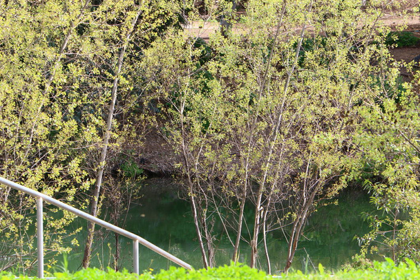 Річка Йордан на місці, де був хрещений Ісус Христос. Християни вважають Йордан священною річкою.  - Фото, зображення