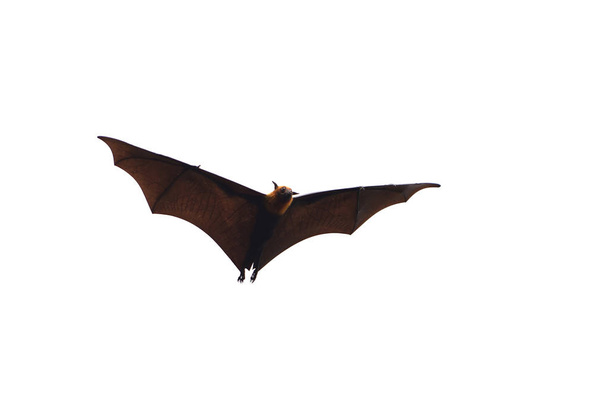 Raposa voadora - morcego enorme isolado no fundo branco
 - Foto, Imagem