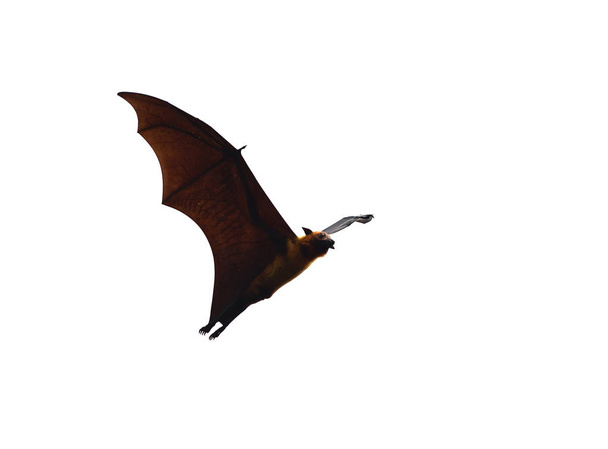 Raposa voadora - morcego enorme isolado no fundo branco
 - Foto, Imagem
