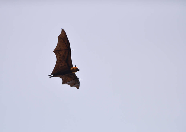 Murciélagos volando en el cielo fondo
 - Foto, Imagen