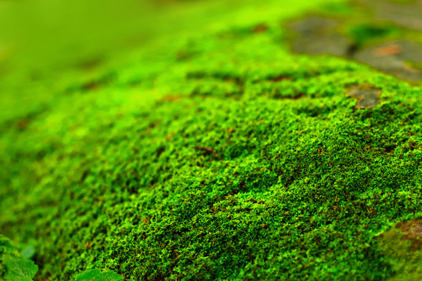 зеленый мох в природе
. - Фото, изображение