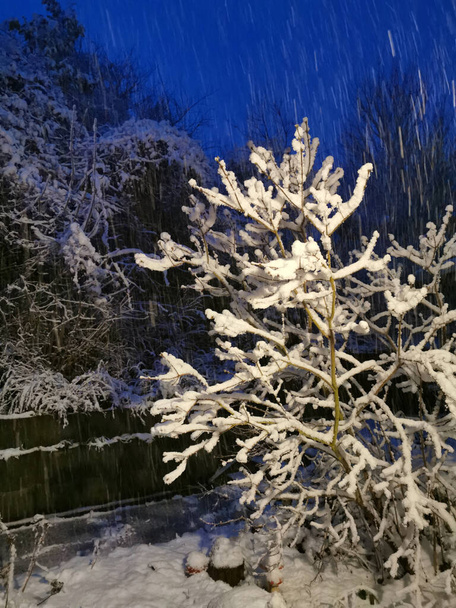 Ночью идёт снег. Дерево в снегу
. - Фото, изображение