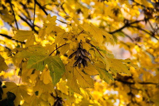 κίτρινα φθινοπωρινά φύλλα σφενδάμου - Φωτογραφία, εικόνα