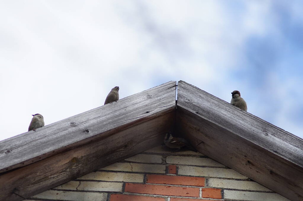 Σπουργίτια που κάθονται στην οροφή του σπιτιού. Μπλε φόντο του ουρανού - Φωτογραφία, εικόνα