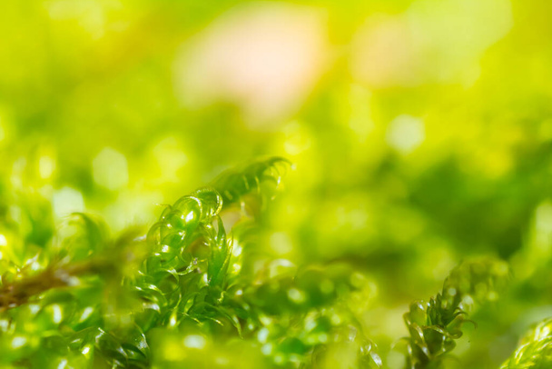 closeup green moss plant, nature micro scene - Φωτογραφία, εικόνα