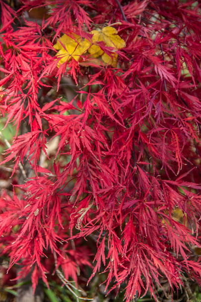 Akçaağacın kırmızı sonbahar yaprakları - Fotoğraf, Görsel