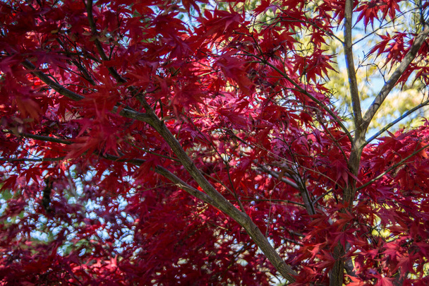 красные осенние листья клена
 - Фото, изображение