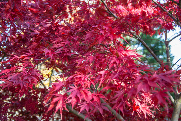 punaiset syksyn lehdet vaahterasta
 - Valokuva, kuva