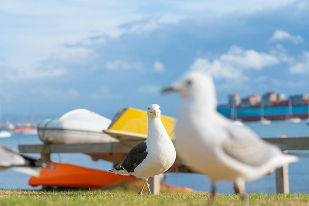 Selective focus on balckback gull with out of focus seagull on beachside grassy edge to Pilot Bay with upturned dinghy and boats moored in background , Tauranga, New Zealand - Фото, зображення