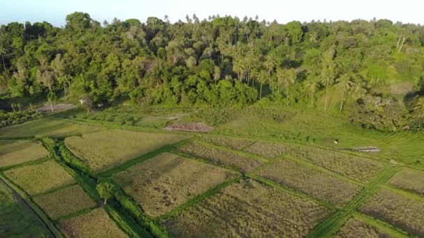 Luftaufnahme von Agrarfeldern auf der Insel Pemba, Archipel Sansibar. Üppiger Urwald auf den Hügeln und flatternde Felder auf der tropischen Insel - Filmmaterial, Video