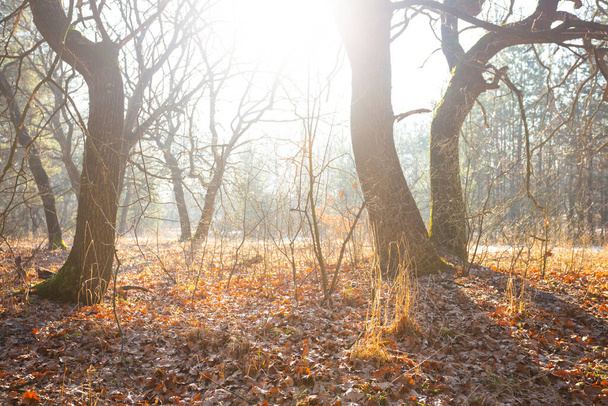 lesní mýtina ve světle jiskřícího slunce, jarní venkovní scéna - Fotografie, Obrázek