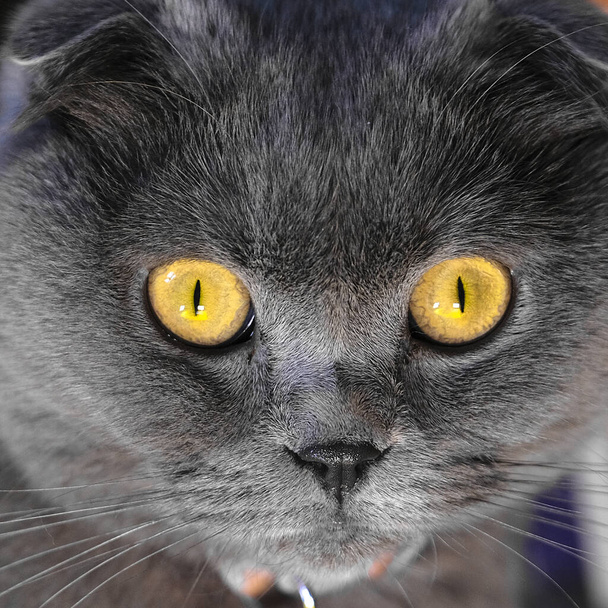 εικόνα του κεφαλιού μιας εμφανίσιμης σκωτσέζας γάτας - Φωτογραφία, εικόνα