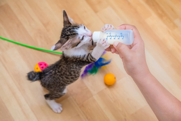 Allaitement d'un chaton avec une bouteille de lait - Alimentation manuelle
 - Photo, image