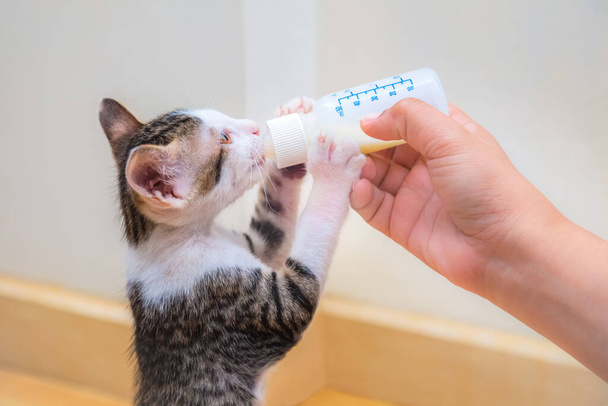 Pielęgnacja kotka z butelką mleka - Karmienie ręczne - Zdjęcie, obraz