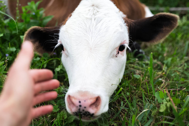 Friendly calf in green meadow. - 写真・画像