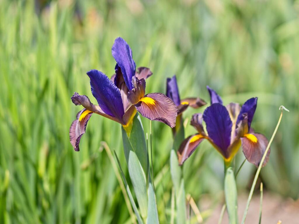 Iris multicolores sur le lit de fleurs parmi la verdure luxuriante
 - Photo, image