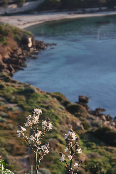 Asphodel, Capo sant 'Elia deniz fenerinden Cagliari, Sardinya, İtalya' ya kadar Calamosca sahilinde gün doğumunda görüldü. - Fotoğraf, Görsel