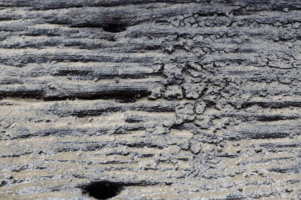 Деревина Лист під водою, вологий з брудом і грунтом
 - Фото, зображення