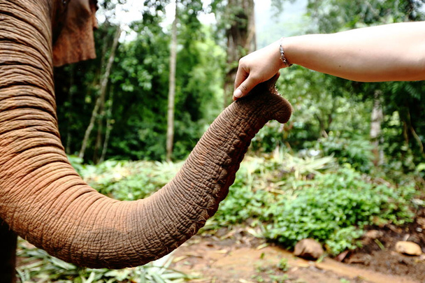 Elefante domesticado en selva profunda para el turismo, solitario una cadena grande al árbol, toque con la mano humana
 - Foto, Imagen