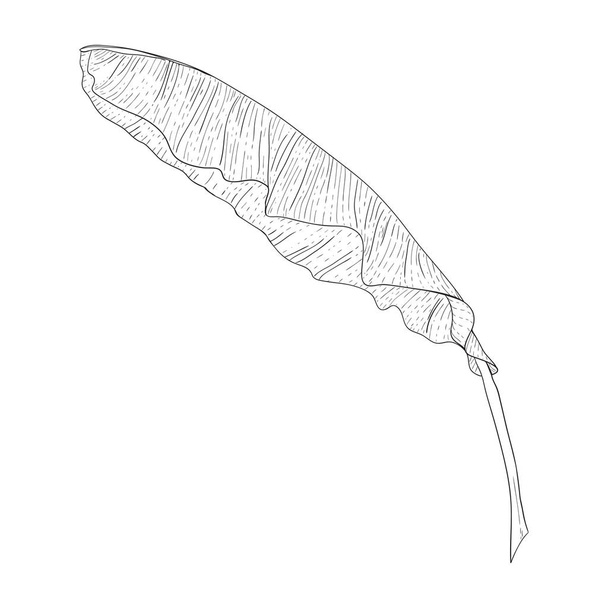 Black and white drawing of a tropical banana leaf. Isolated vector botanical image on a white background in the form of a sketch. - Vektor, Bild
