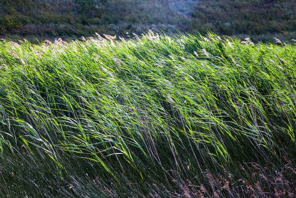 Güneşli ve rüzgarlı bir günde tarlada çimenler.. - Fotoğraf, Görsel