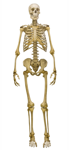 beyaz üzerine tam yüz insan iskeleti - Fotoğraf, Görsel