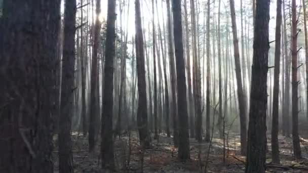 Μυστικό φθινοπωρινό πευκοδάσος με κίτρινη ομίχλη - Πλάνα, βίντεο