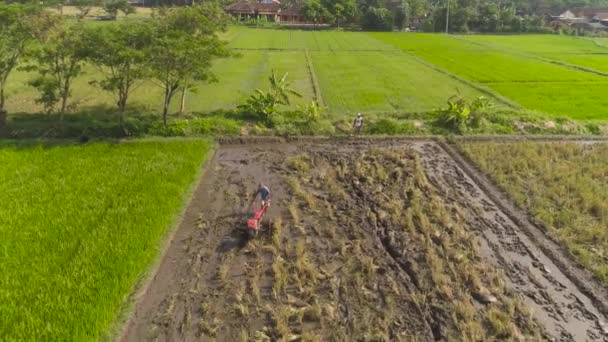 rolnik w Indonezji pole ryżu - Materiał filmowy, wideo