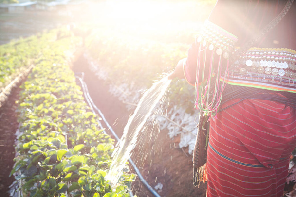 Hilltribe woman watering strawberries. - Fotó, kép