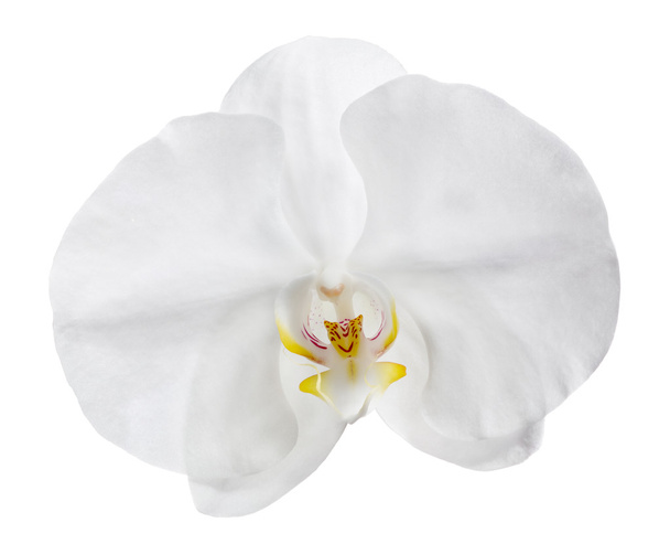 isolierte weiße Orchideenblume - Foto, Bild