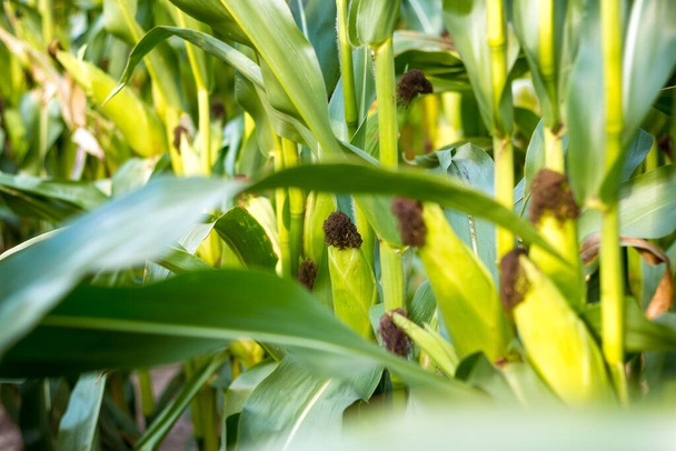 Green corn close up. Horizontal frame. - Фото, зображення
