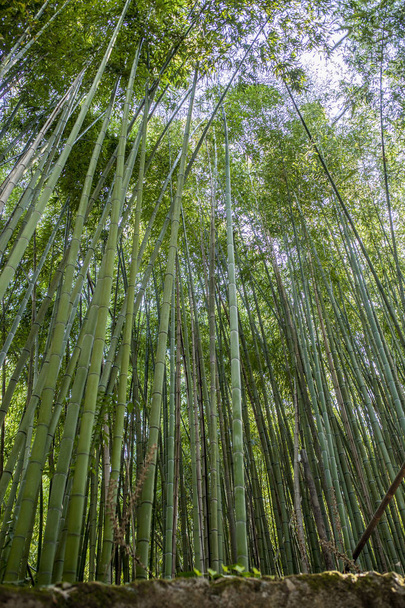 Alta foresta di bambù. Contesto
 - Foto, immagini