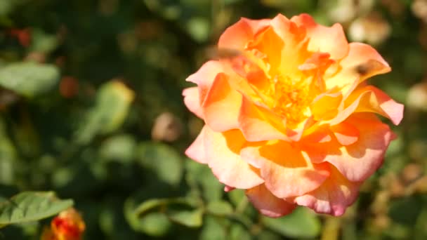 Angol rózsa kert. Rosarium Virágos háttér. Gyengéd virágok virágoznak, a méh virágport gyűjt. Közelkép a rózsafüzér virágágyás. Virágzó bokor, szelektív fókusz rovarokkal és finom szirmokkal. - Felvétel, videó