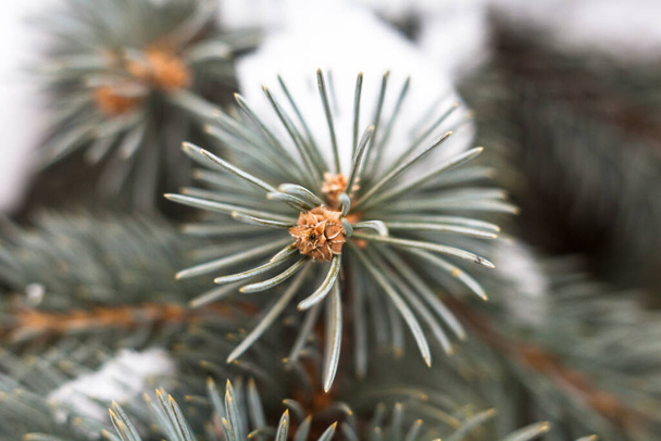 Branch of the blue spruce in winter. Close up. - Photo, Image