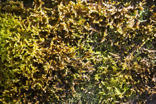 The Green Garden. Moss in the garden. - Photo, Image