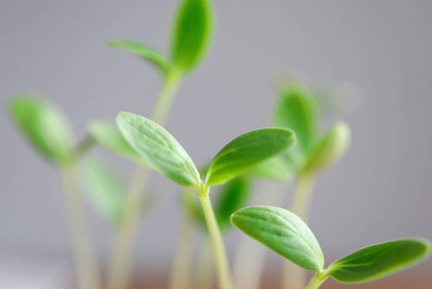 Effective seed germination methods, young plant - Foto, afbeelding