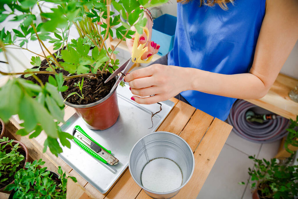 Girl taking care of home grown plants / spices. - Valokuva, kuva