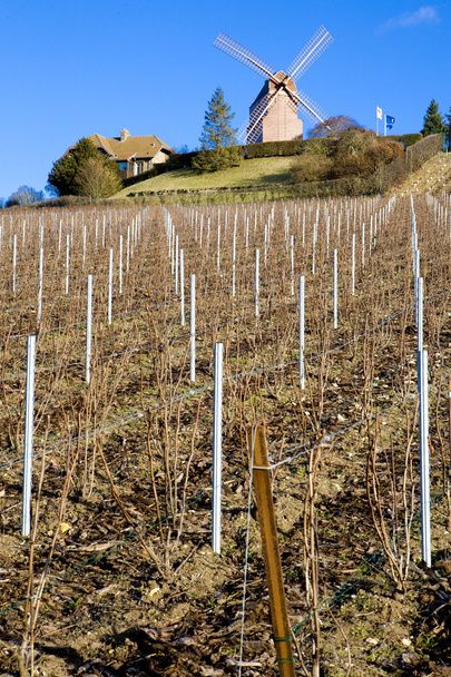szélmalom és a szőlőültetvények közelében verzenay - Fotó, kép