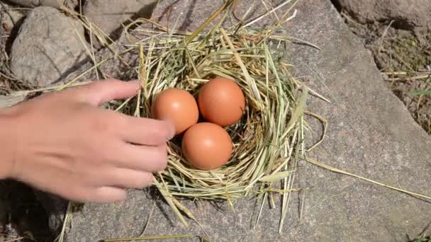 Mano recoger nido de huevo
 - Metraje, vídeo